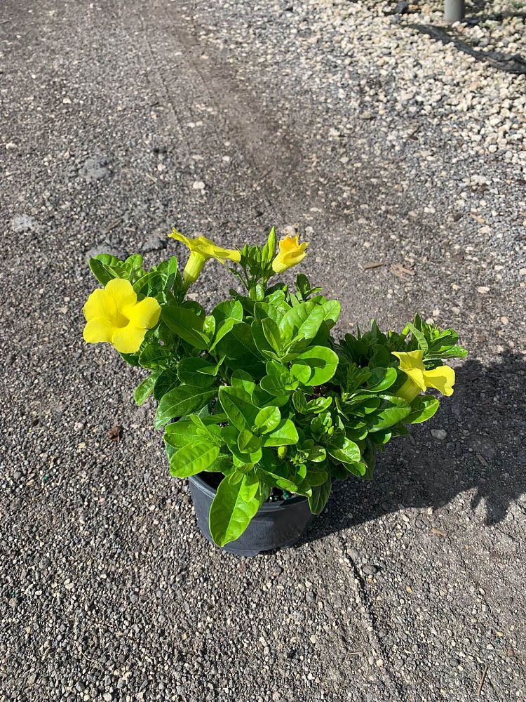 pentalinon-luteum-wild-allamanda-yellow-mandevilla-yellow-dipladenia
