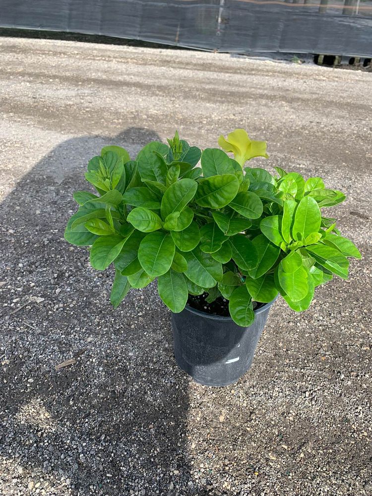 pentalinon-luteum-wild-allamanda-yellow-mandevilla-yellow-dipladenia