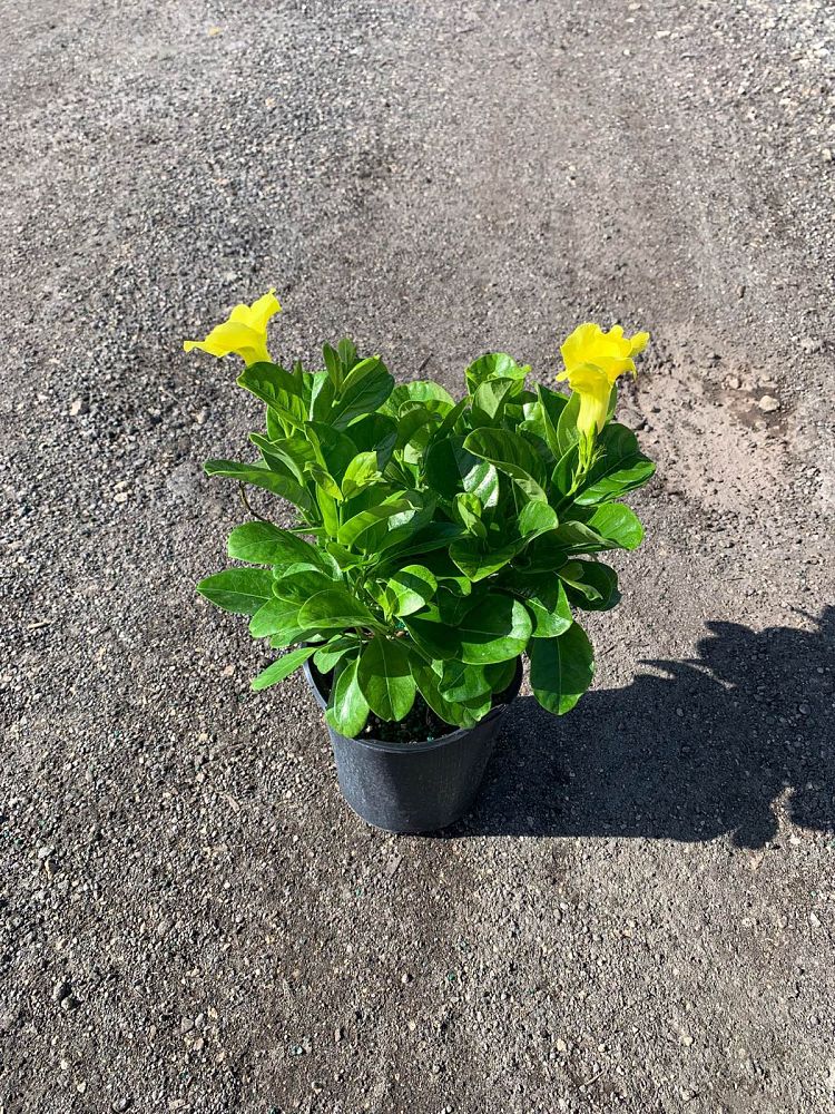 pentalinon-luteum-wild-allamanda-yellow-mandevilla-yellow-dipladenia