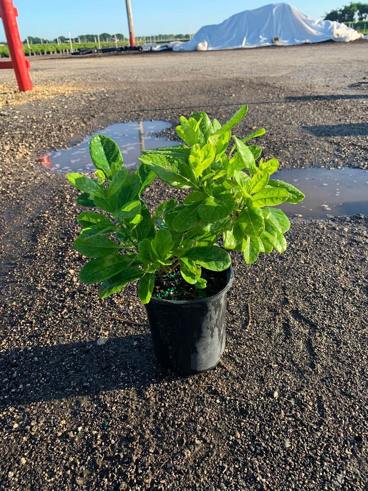 pentalinon-luteum-wild-allamanda-yellow-mandevilla-yellow-dipladenia