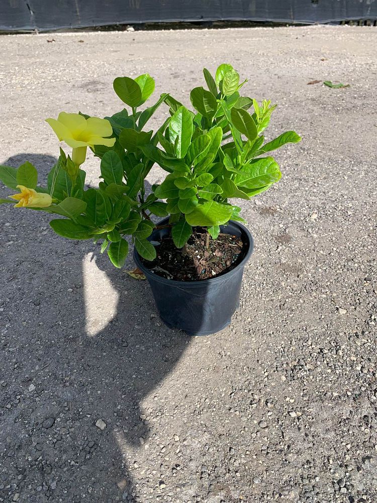 pentalinon-luteum-wild-allamanda-yellow-mandevilla-yellow-dipladenia