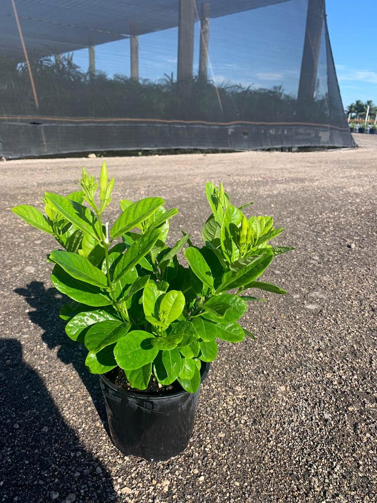 pentalinon-luteum-wild-allamanda-yellow-mandevilla-yellow-dipladenia