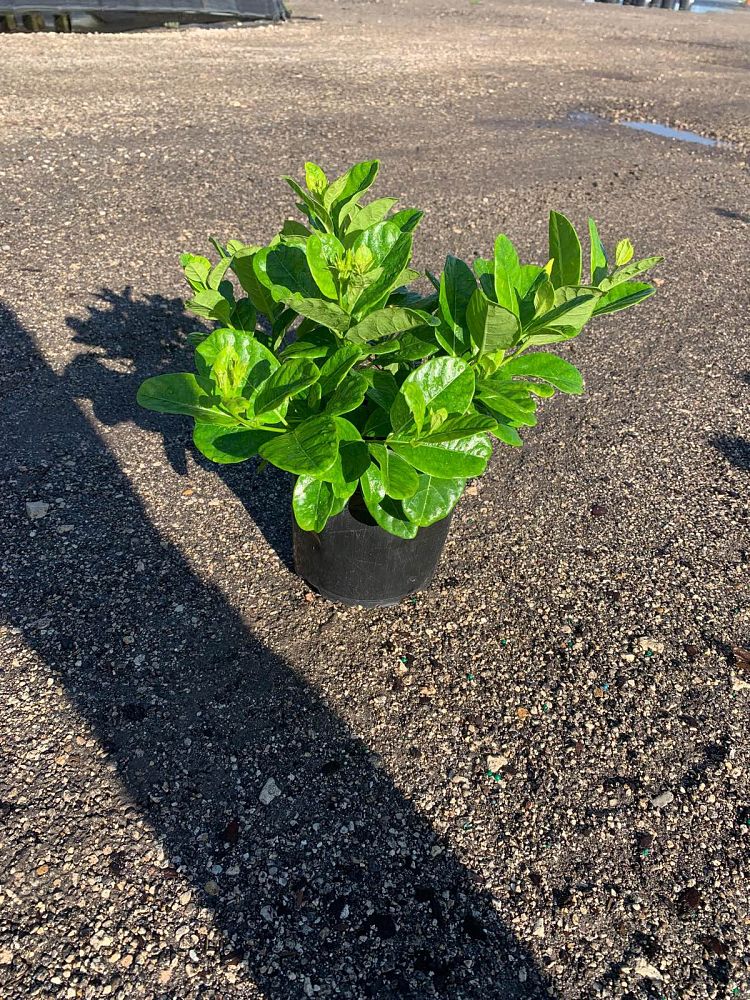 pentalinon-luteum-wild-allamanda-yellow-mandevilla-yellow-dipladenia