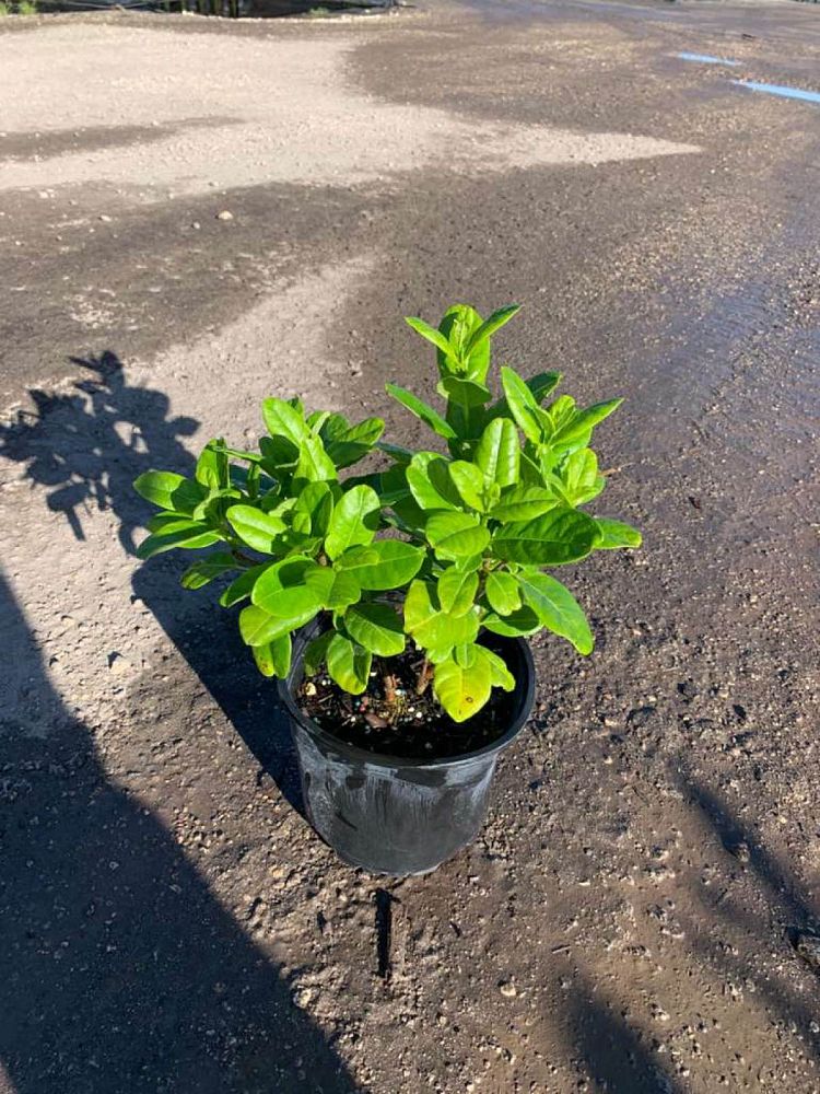 pentalinon-luteum-wild-allamanda-yellow-mandevilla-yellow-dipladenia