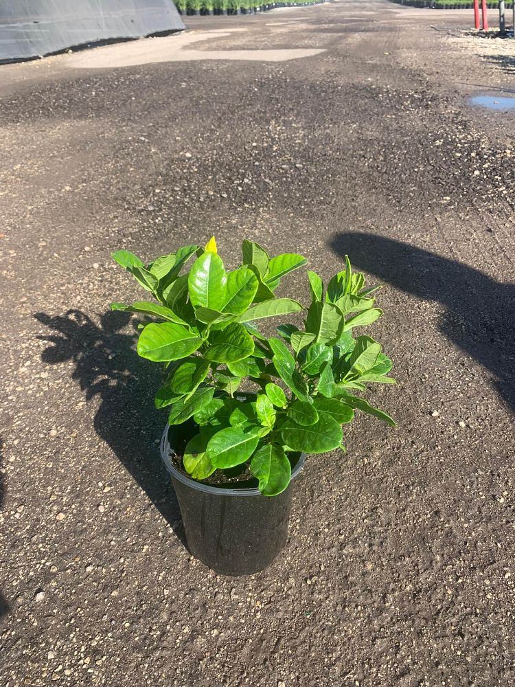 pentalinon-luteum-wild-allamanda-yellow-mandevilla-yellow-dipladenia