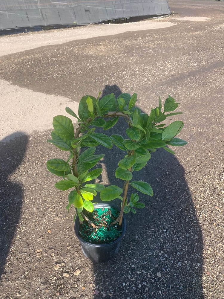 pentalinon-luteum-wild-allamanda-yellow-mandevilla-yellow-dipladenia