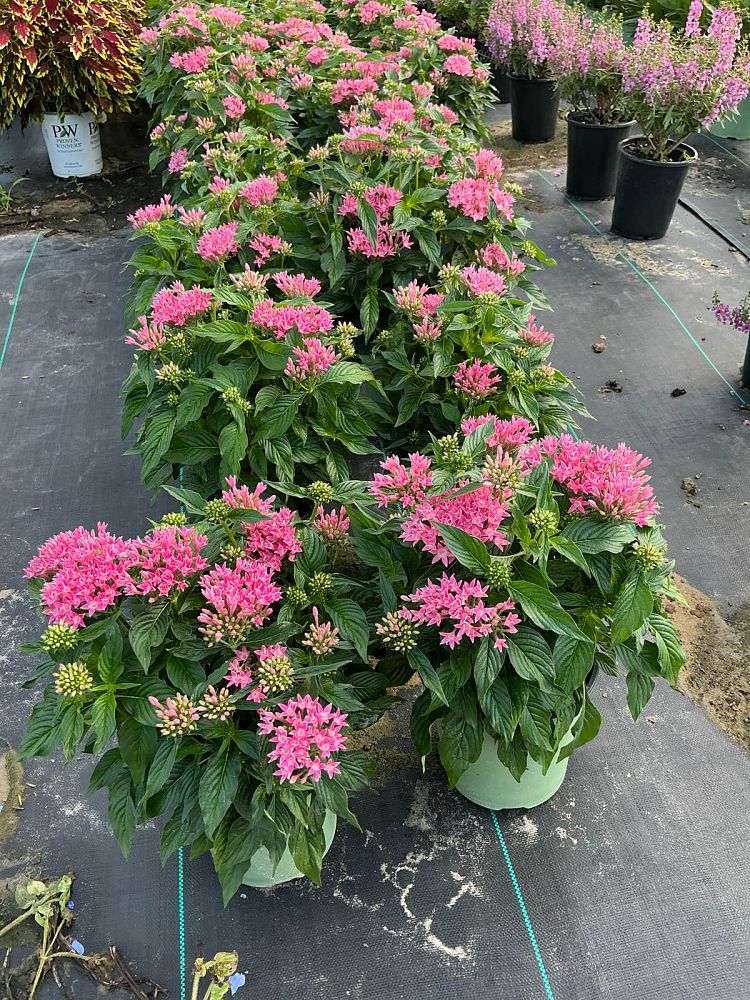 pentas-lanceolata-beebright-pink-egyptian-star-cluster