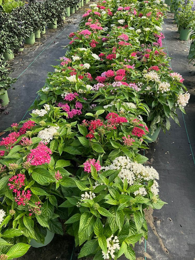pentas-lanceolata-beebright-pink-egyptian-star-cluster