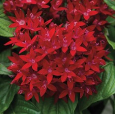 pentas-lanceolata-beebright-red-egyptian-star-cluster