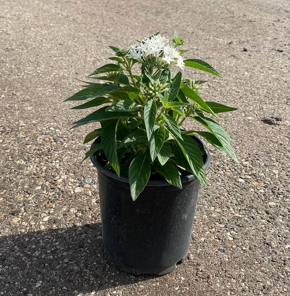pentas-lanceolata-bright-white-egyptian-star-cluster
