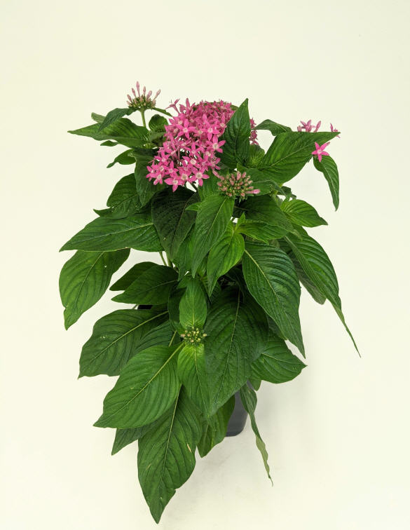 pentas-lanceolata-butterfly-deep-pink-egyptian-star-cluster