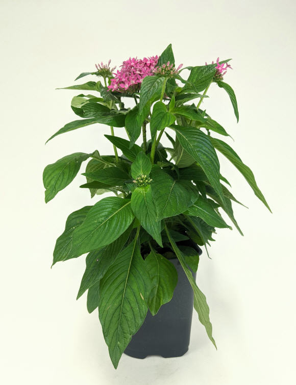 pentas-lanceolata-butterfly-deep-pink-egyptian-star-cluster