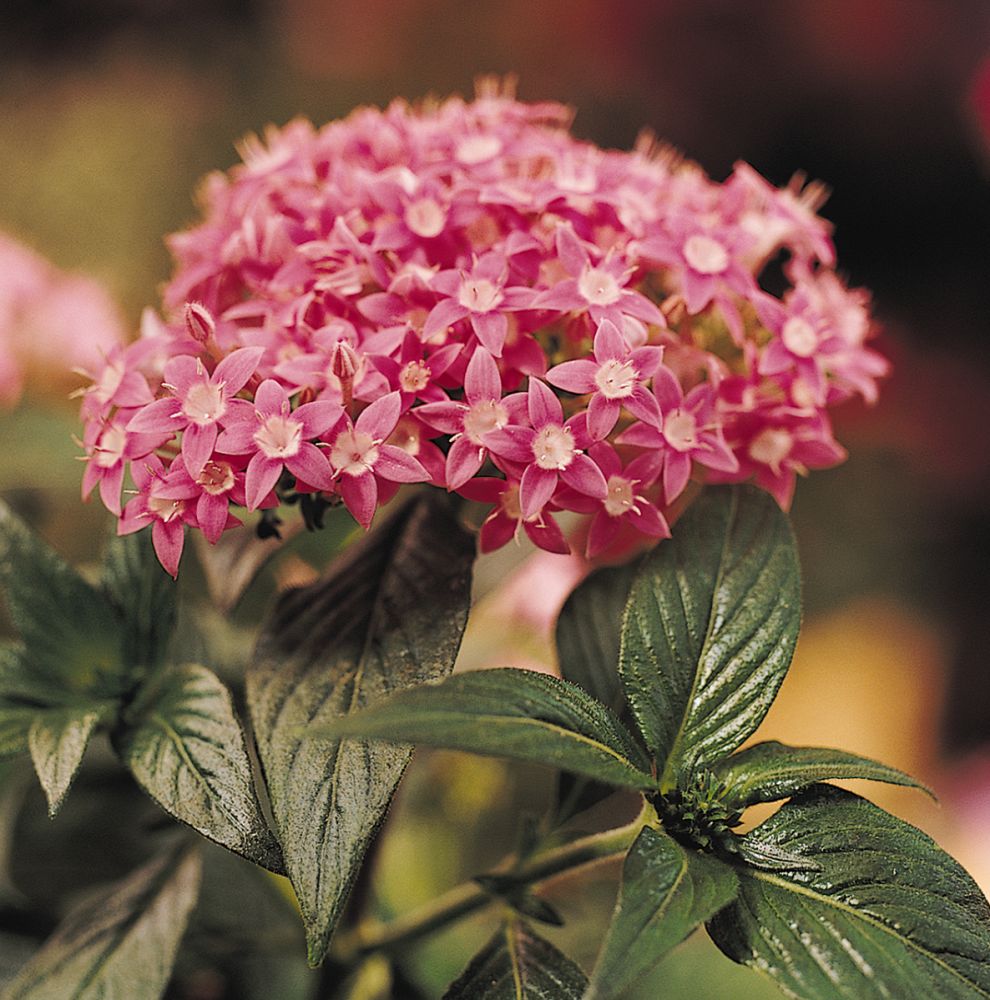 pentas-lanceolata-butterfly-deep-pink-egyptian-star-cluster