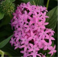 pentas-lanceolata-butterfly-orchid-egyptian-star-cluster