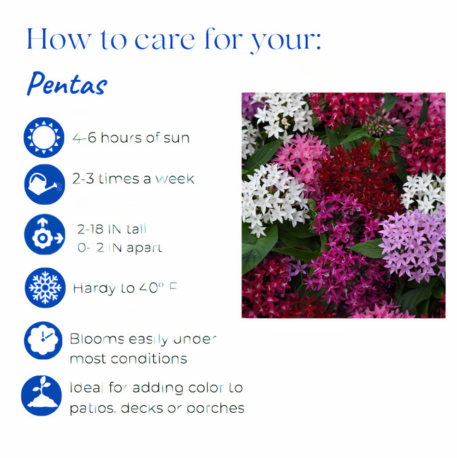 pentas-lanceolata-butterfly-red-egyptian-star-cluster