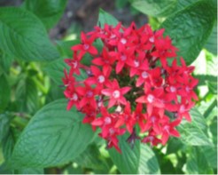 pentas-lanceolata-butterfly-red-egyptian-star-cluster