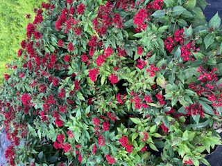 pentas-lanceolata-butterfly-red-egyptian-star-cluster