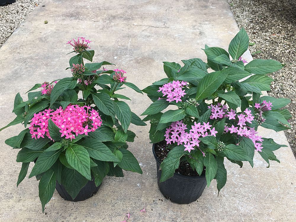 pentas-lanceolata-butterfly-series-egyptian-star-cluster