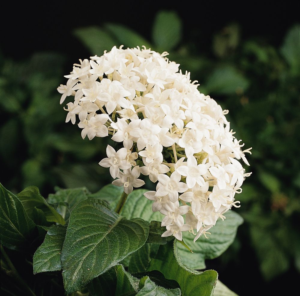 pentas-lanceolata-butterfly-white-egyptian-star-cluster