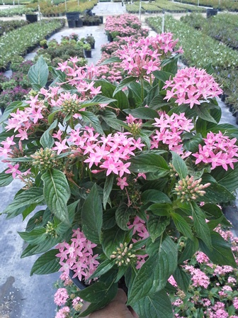 pentas-lanceolata-graffiti-pink-egyptian-star-cluster