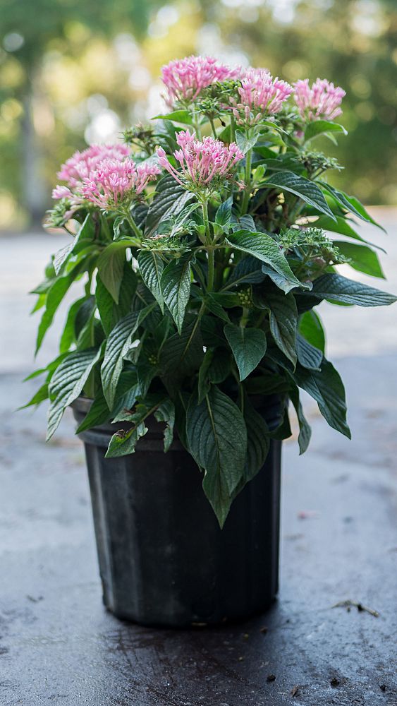 pentas-lanceolata-graffiti-pink-egyptian-star-cluster