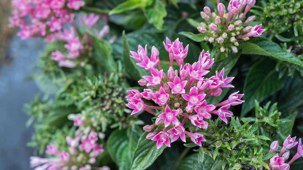 pentas-lanceolata-graffiti-pink-egyptian-star-cluster