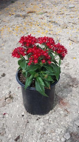 pentas-lanceolata-graffiti-red-egyptian-star-cluster