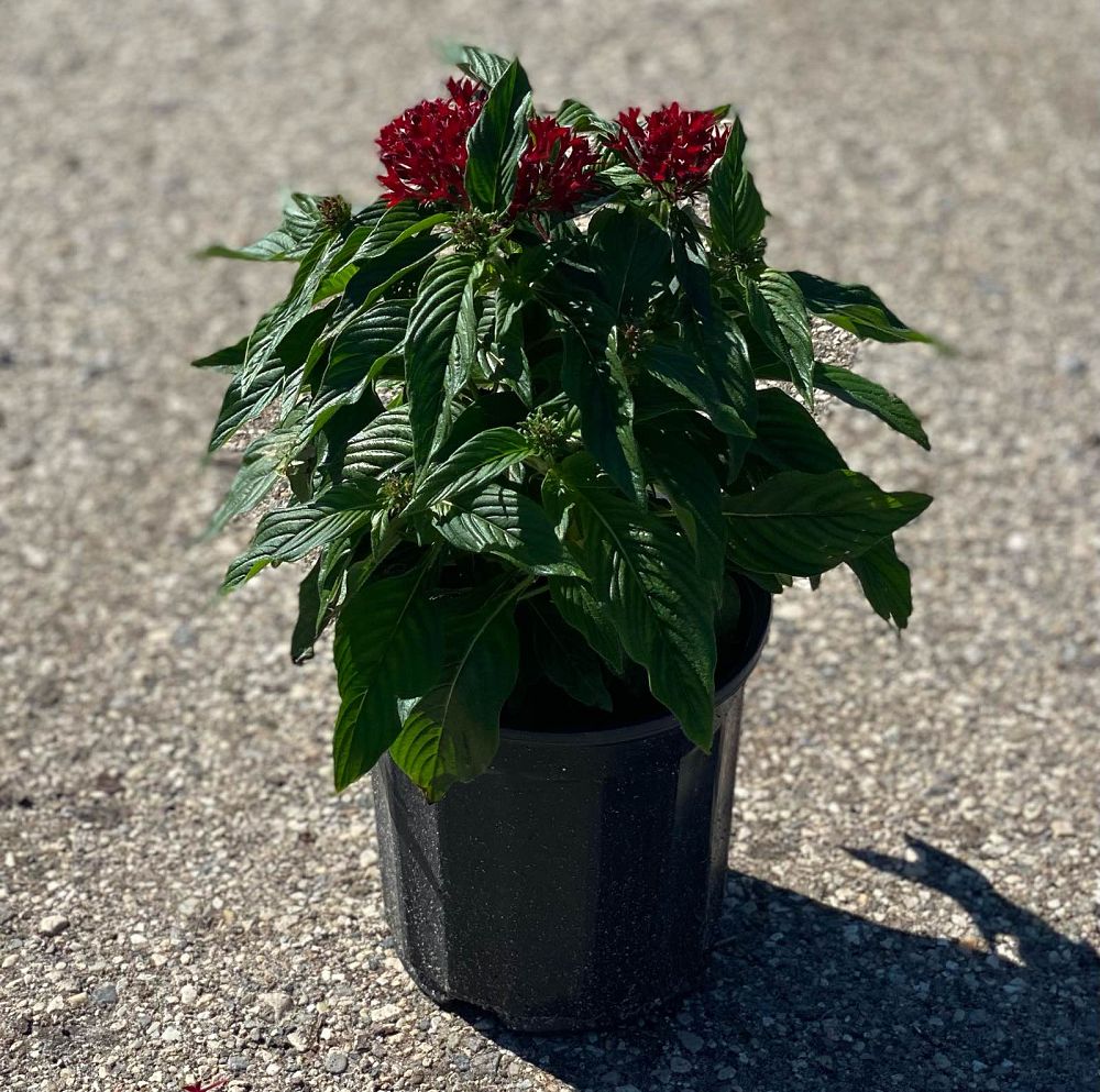 pentas-lanceolata-graffiti-red-lace-egyptian-star-cluster