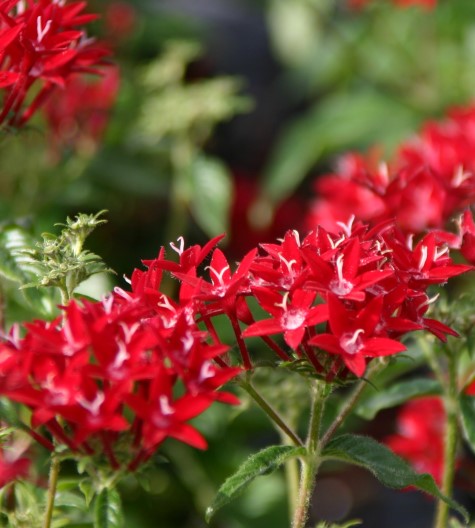 pentas-lanceolata-graffiti-red-velvet-egyptian-star-cluster