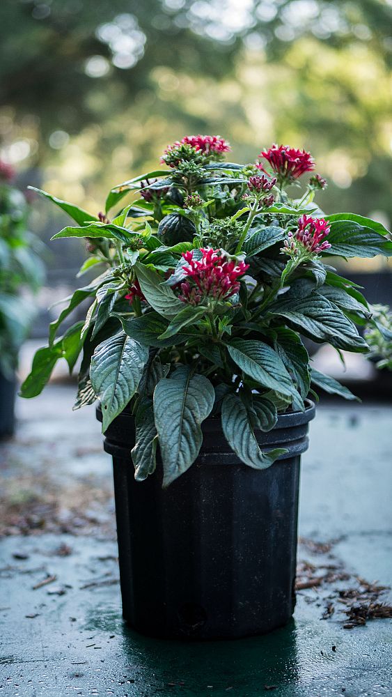 pentas-lanceolata-graffiti-red-velvet-egyptian-star-cluster