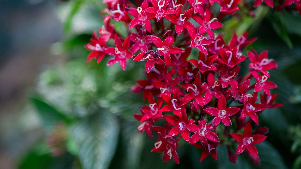 pentas-lanceolata-graffiti-red-velvet-egyptian-star-cluster