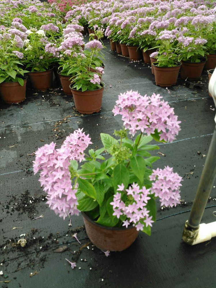 pentas-lanceolata-graffiti-series-egyptian-star-cluster