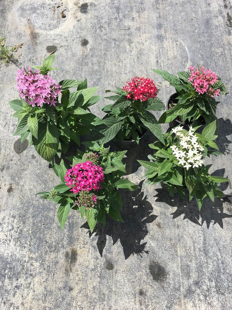 pentas-lanceolata-graffiti-series-egyptian-star-cluster