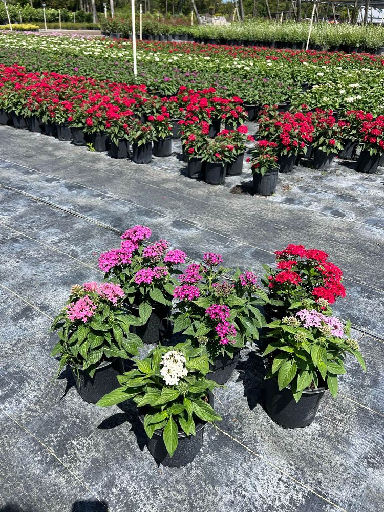 pentas-lanceolata-graffiti-series-egyptian-star-cluster