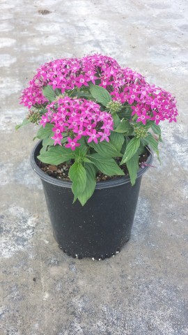 pentas-lanceolata-graffiti-violet-egyptian-star-cluster