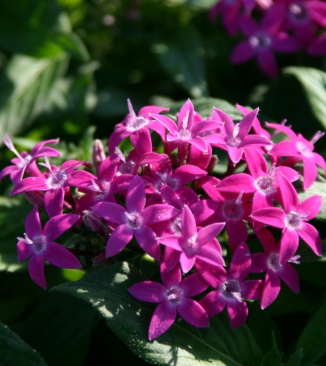 pentas-lanceolata-graffiti-violet-egyptian-star-cluster