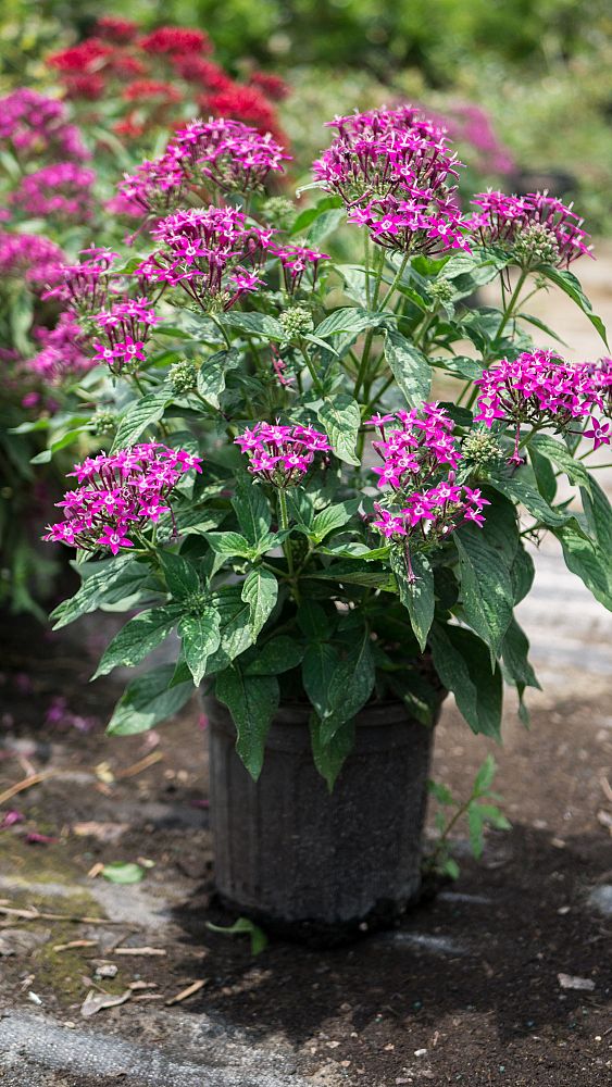 pentas-lanceolata-graffiti-violet-egyptian-star-cluster