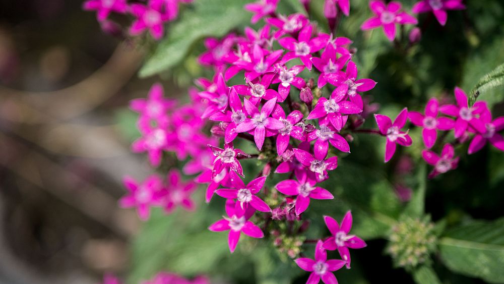 pentas-lanceolata-graffiti-violet-egyptian-star-cluster