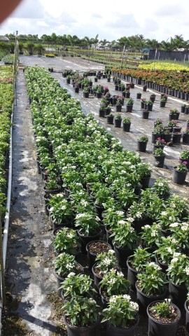 pentas-lanceolata-graffiti-white-egyptian-star-cluster