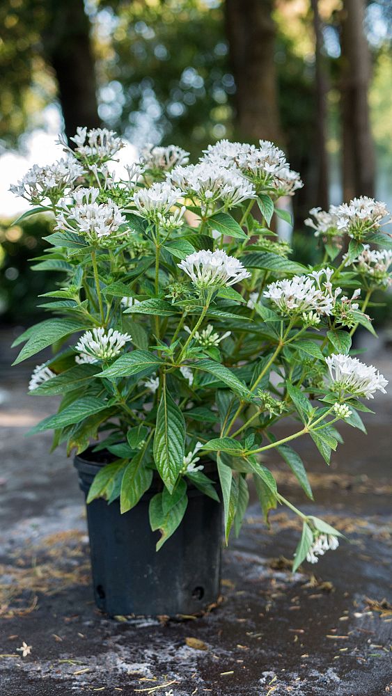 pentas-lanceolata-graffiti-white-egyptian-star-cluster