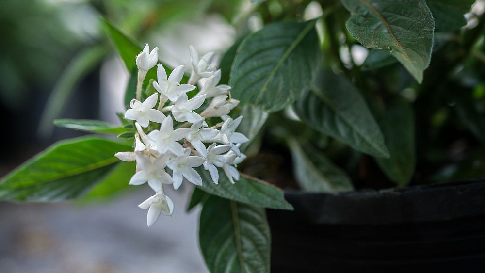pentas-lanceolata-graffiti-white-egyptian-star-cluster