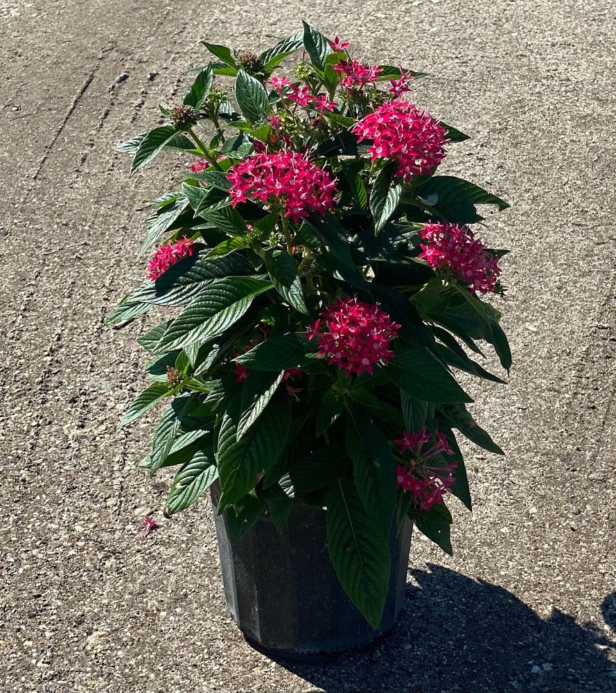 pentas-lanceolata-hot-pink-shorts-egyptian-star-cluster