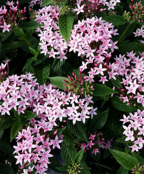 pentas-lanceolata-kaleidoscope-appleblossom-star-flower-egyptian-star-cluster