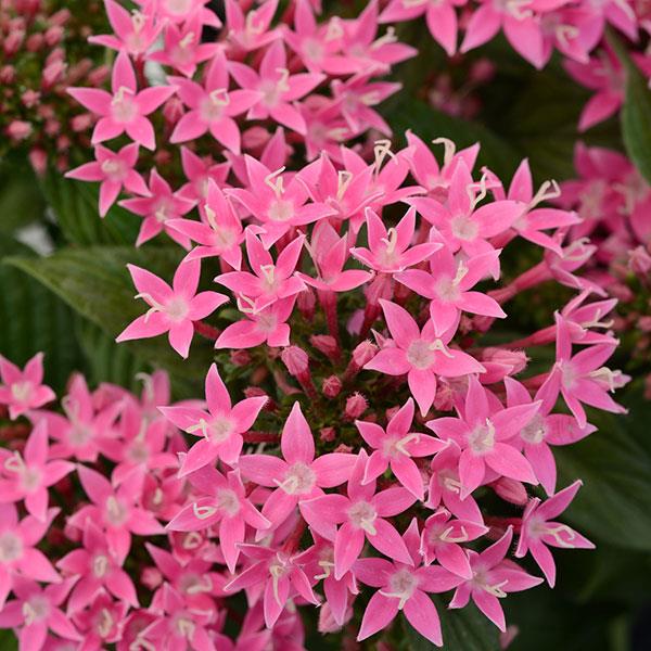pentas-lanceolata-lucky-star-deep-pink-egyptian-star-cluster