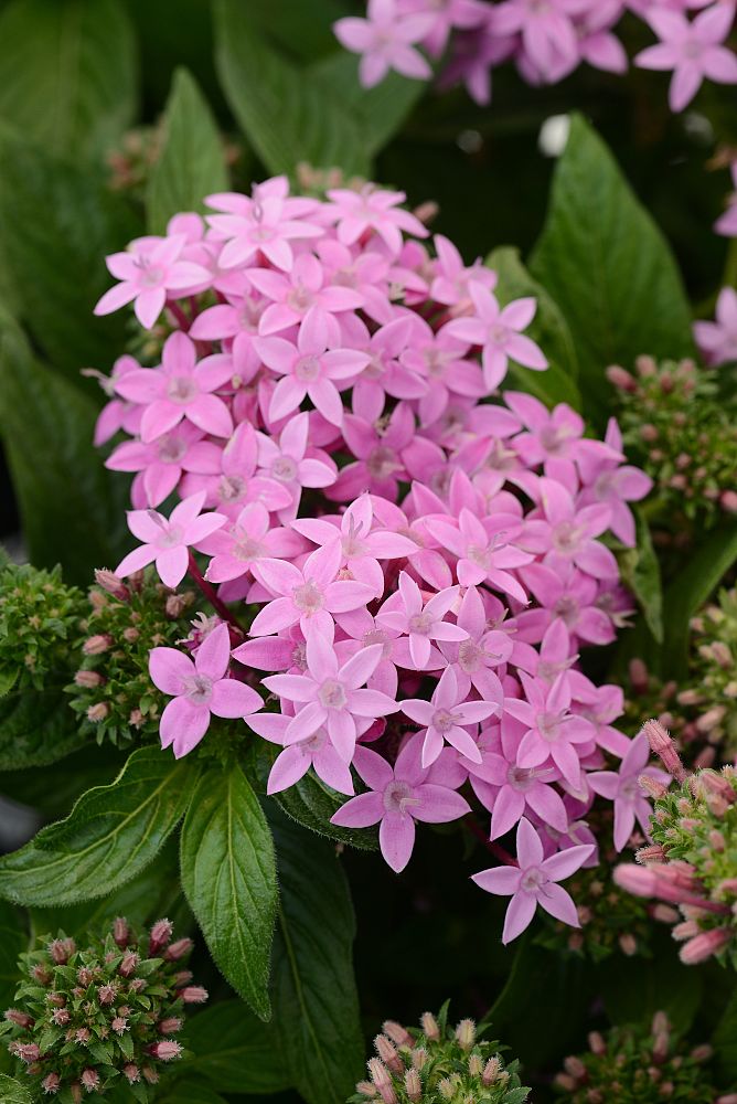 pentas-lanceolata-lucky-star-mix-egyptian-star-cluster