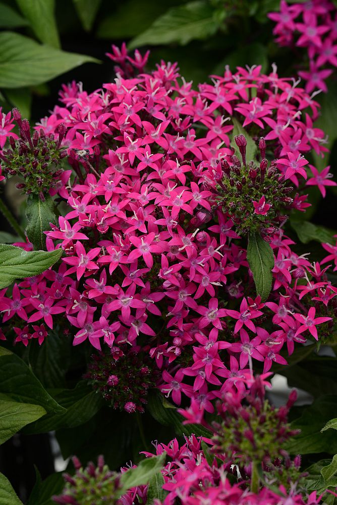 pentas-lanceolata-lucky-star-violet-egyptian-star-cluster
