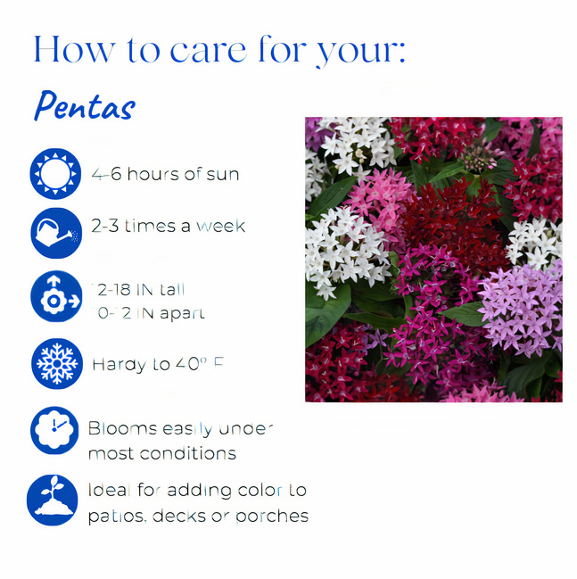 pentas-lanceolata-lucky-star-violet-egyptian-star-cluster