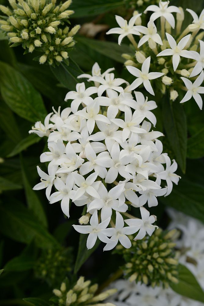 pentas-lanceolata-lucky-star-white-egyptian-star-cluster