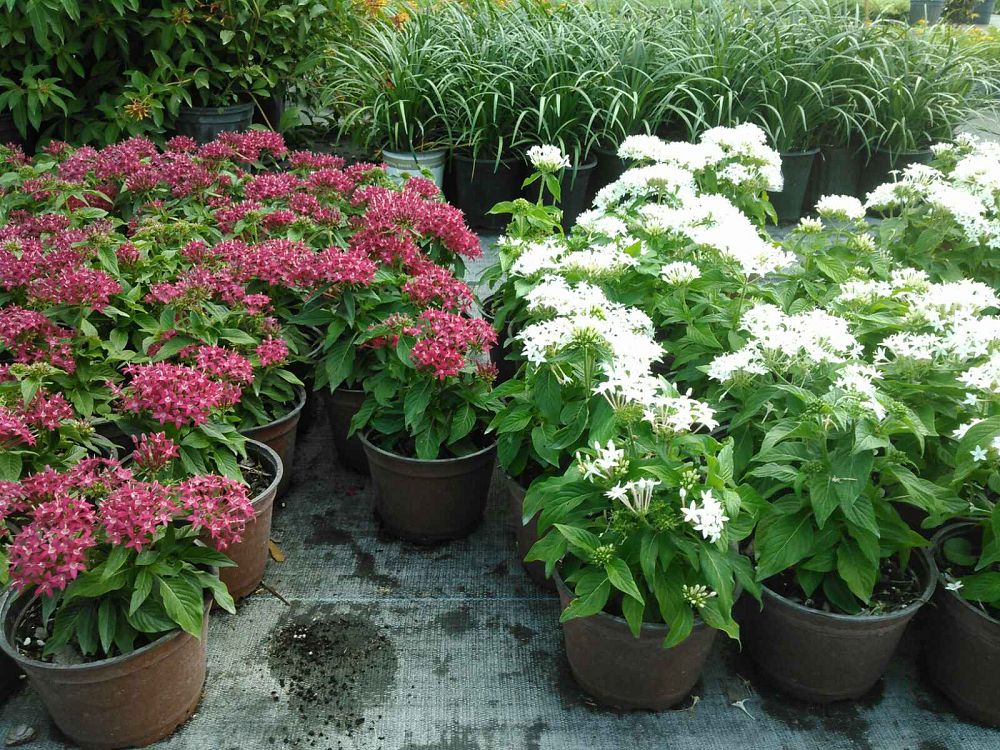 pentas-lanceolata-new-look-egyptian-star-cluster