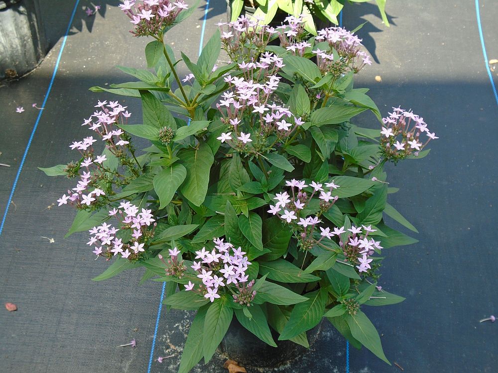 pentas-lanceolata-northern-lights-lavender-egyptian-star-cluster